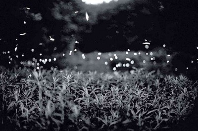 Gregory Crewdson : fireflies.